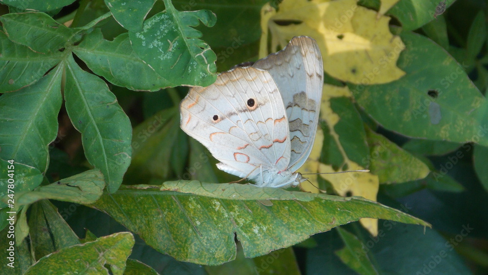 Obraz premium Borboleta