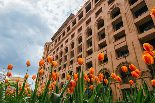 Orange tulips in front of the monumental building, Yerevan, Armenia