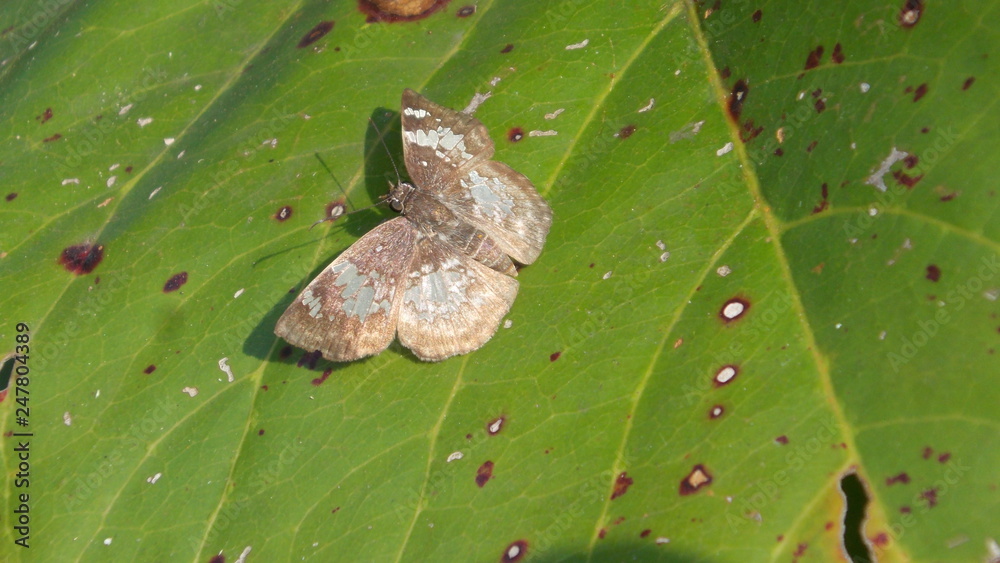 Obraz premium Borboleta