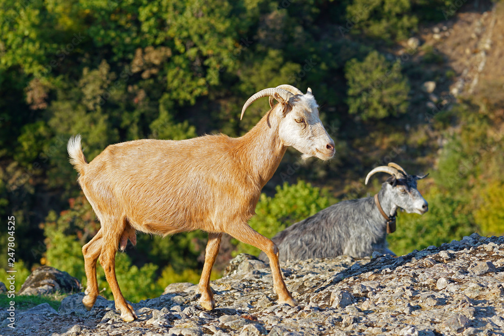 Obraz premium Typical Greek goats grazing on the rock formations of Meteora