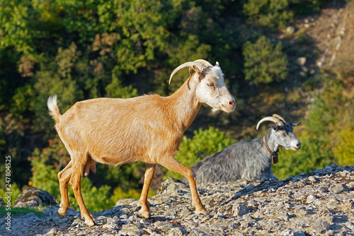 Typical Greek goats grazing on the rock formations of Meteora