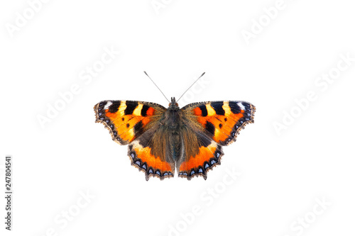 British small tortoiseshell Butterfly isolated on white background