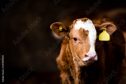 Fotografia Brown calf cow in a barn isolated dark background