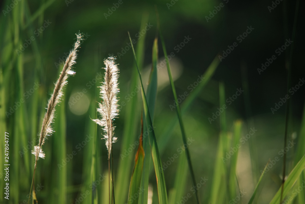 white fur of grass
