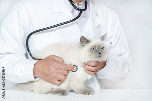 男性獣医に診察を受ける猫。ペット、ヒマラヤン、医者、聴診器、病気、検診イメージ,疾病,男性,男,診療,診察,
