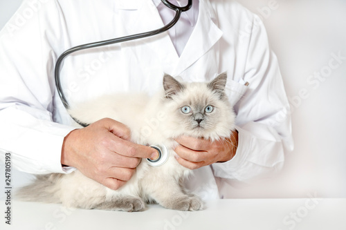 Foto 男性獣医に診察を受ける猫。ペット、ヒマラヤン、医者、聴診器、病気、検診イメージ,疾病,男性,男,診療,診察,