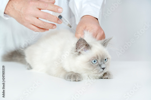 猫に注射をする男性獣医。予防接種、治療、病気、ペット、子猫イメージ