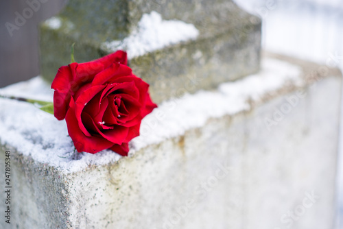 A flower of a red rose on a winter graveyard during a funeral