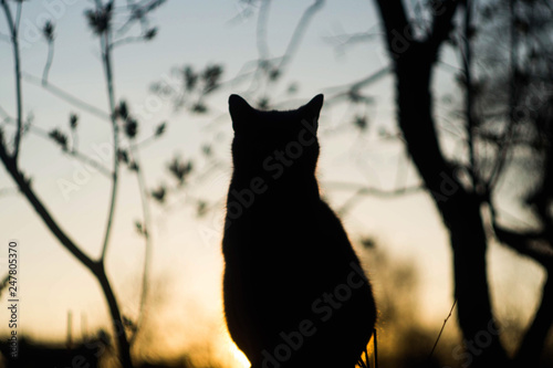 The silhouette of a cat on a background of the twilight sky