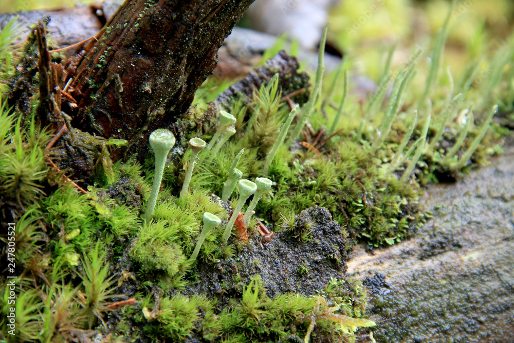 Beautiful green quaint moss of various forms grows in the Carpathian wetland Rudyak, Vorokhta, Carpathian National Nature Park, Ukraine Beautiful green quaint moss of various forms grows in the Carpathian wetland Rudyak, Vorokhta, Carpathian National Nature Park, Ukraine