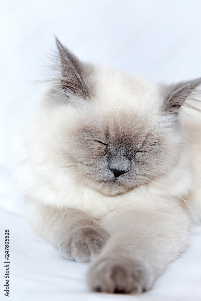 リラックスして昼寝をする子猫。ペット,安心,睡眠,家,イメージ