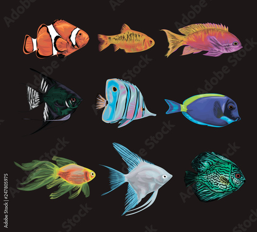 Decorative fishes - Set of vector aquarium fishes - Gold barb, paracanthurus, pterophyllum, golden fish, clown fish, black angel fish,
