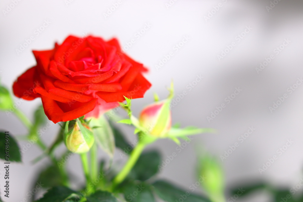 Obraz premium 赤い薔薇の花