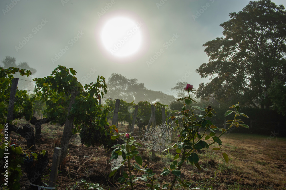 Obraz premium grapes