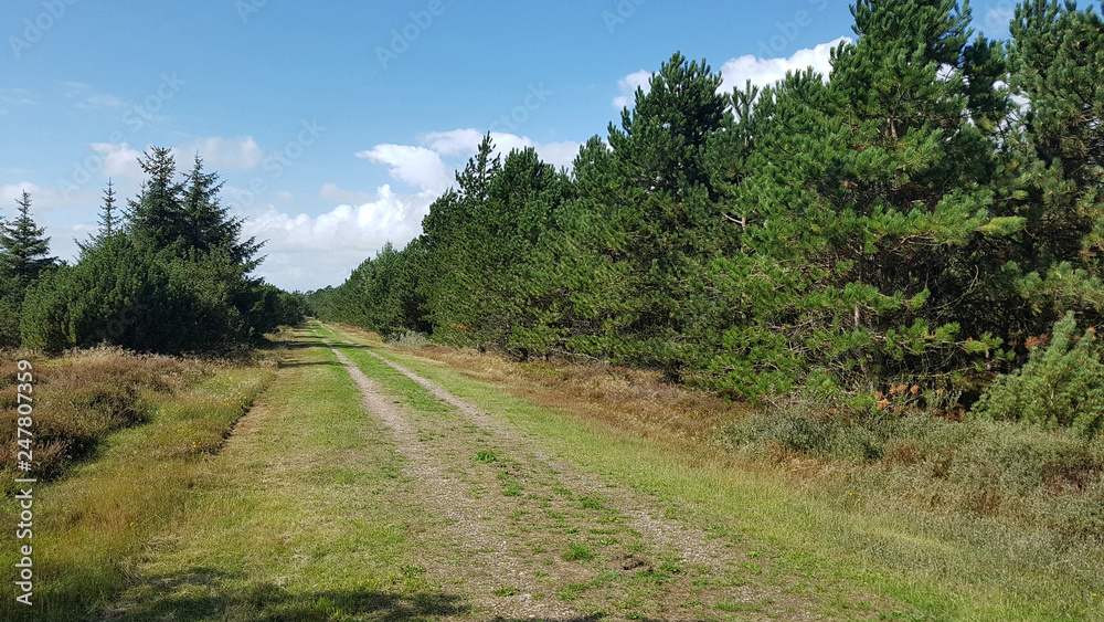 Kiefernwald, Insel, Roemoe, Daenemark