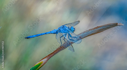 
Spring and Dragonfly in Antalya, Turkey. May 2013 photo