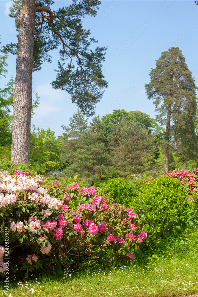 Luxurious spring flowering of azaleas in the park Luxurious spring flowering of azaleas in the park