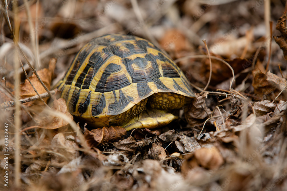Turtle hiding in the shell against the background of autumnal fallen leaves Turtle hiding in the shell against the background of autumnal fallen leaves