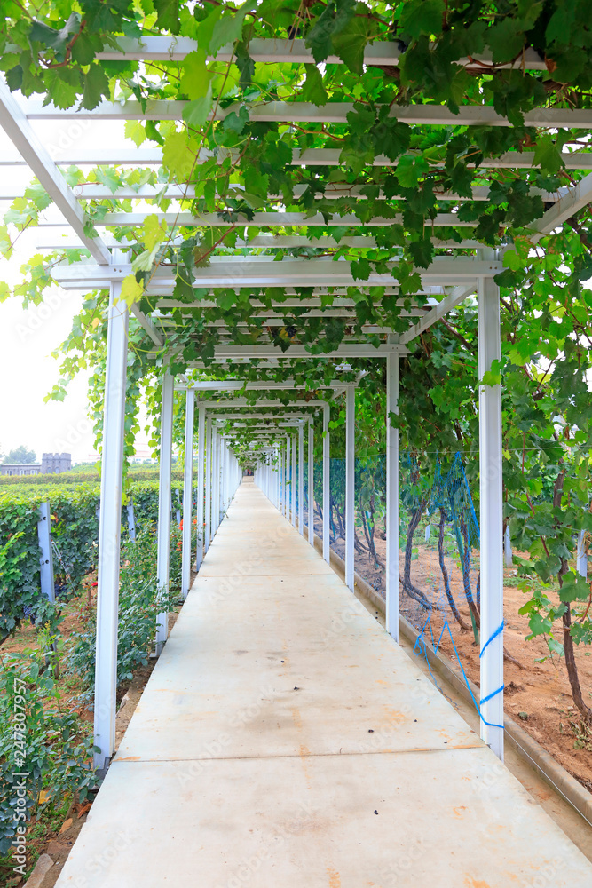 Grape planting base Grape planting base