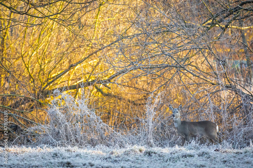Roe on a frosty winter morning in the meadow