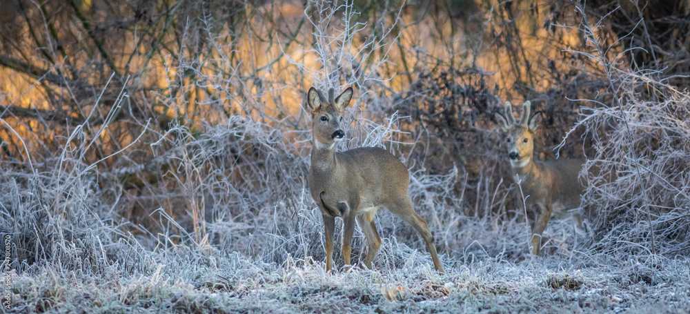 Roebucks on a frosty winter morning in the meadow Roebucks on a frosty winter morning in the meadow