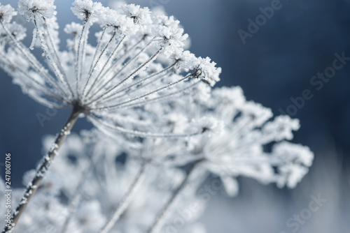 Grass branches frozen in the ice. Frozen grass branch in winter. Branch covered with snow. © Сyrustr