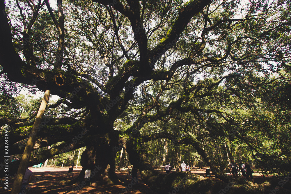 Obraz premium Not Quite Deep South