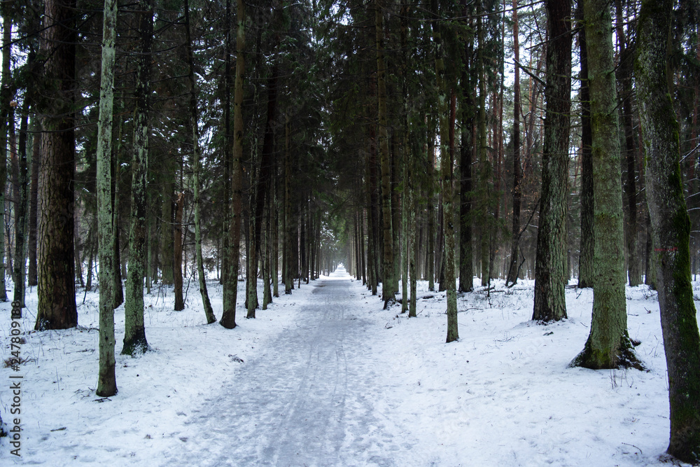 Winter landscape with snowy trees along the park alley Winter landscape with snowy trees along the park alley