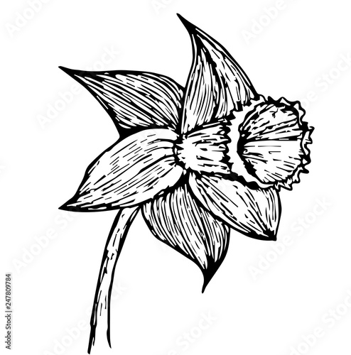 narcis black outline vector illustration
