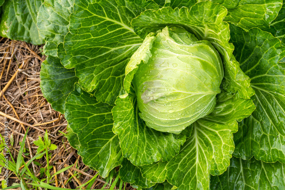 Fototapeta premium Green cabbage head in the garden