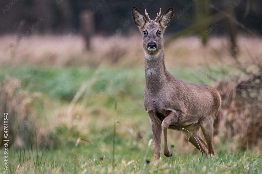 Roebuck in the meadow Roebuck in the meadow