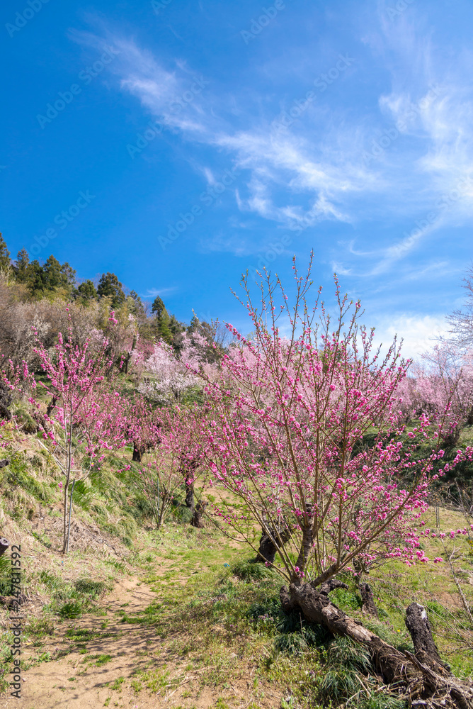 Cherry-blossom trees (Sakura) and many kinds of flowers in Hanamiyama park with clear blue sky background, Fukushima, Tohoku area, Japan. The park is very famous Sakura view spot Cherry-blossom trees (Sakura) and many kinds of flowers in Hanamiyama park with clear blue sky background, Fukushima, Tohoku area, Japan. The park is very famous Sakura view spot