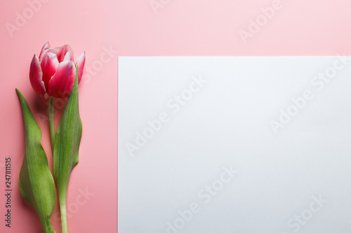 Delicate pink tulip on a pink background with place for text. Background for congratulations or for the holiday of March 8, Mother's Day, February 14, Christmas, birthday, wedding, engagement.