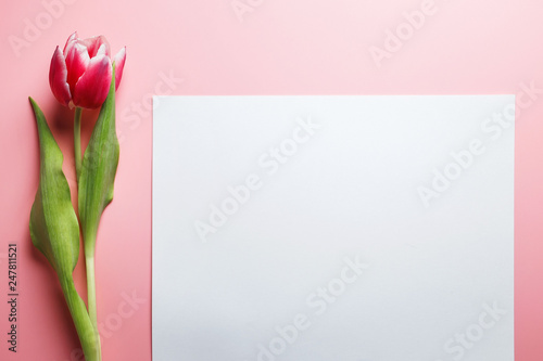 Delicate pink tulip on a pink background with place for text. Background for congratulations or for the holiday of March 8, Mother's Day, February 14, Christmas, birthday, wedding, engagement.