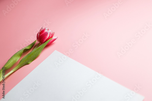Delicate pink tulip on a pink background with place for text. Background for congratulations or for the holiday of March 8, Mother's Day, February 14, Christmas, birthday, wedding, engagement.