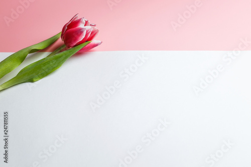 Delicate pink tulip on a pink background with place for text. Background for congratulations or for the holiday of March 8, Mother's Day, February 14, Christmas, birthday, wedding, engagement.