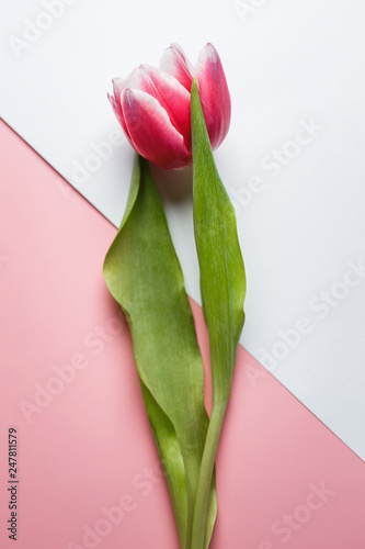 Delicate pink tulip on a pink background with place for text. Background for congratulations or for the holiday of March 8, Mother's Day, February 14, Christmas, birthday, wedding, engagement.