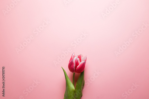 Delicate pink tulip on a pink background with place for text. Background for congratulations or for the holiday of March 8, Mother's Day, February 14, Christmas, birthday, wedding, engagement.