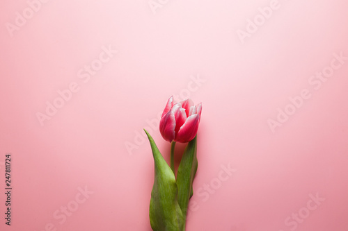 Delicate pink tulip on a pink background with place for text. Background for congratulations or for the holiday of March 8, Mother's Day, February 14, Christmas, birthday, wedding, engagement.