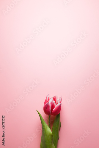 Delicate pink tulip on a pink background with place for text. Background for congratulations or for the holiday of March 8, Mother's Day, February 14, Christmas, birthday, wedding, engagement.