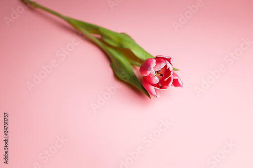 Delicate pink tulip on a pink background with place for text. Background for congratulations or for the holiday of March 8, Mother's Day, February 14, Christmas, birthday, wedding, engagement.
