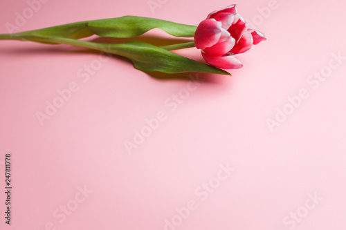 Delicate pink tulip on a pink background with place for text. Background for congratulations or for the holiday of March 8, Mother's Day, February 14, Christmas, birthday, wedding, engagement.