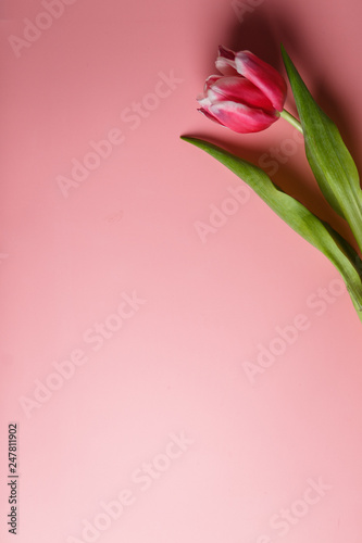Delicate pink tulip on a pink background with place for text. Background for congratulations or for the holiday of March 8, Mother's Day, February 14, Christmas, birthday, wedding, engagement.