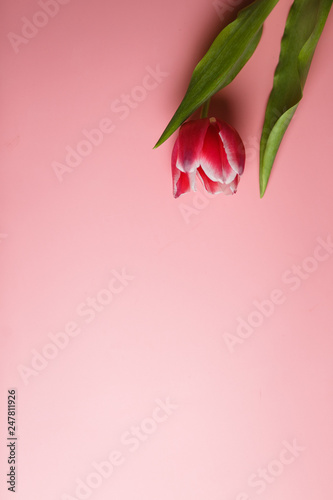 Delicate pink tulip on a pink background with place for text. Background for congratulations or for the holiday of March 8, Mother's Day, February 14, Christmas, birthday, wedding, engagement.