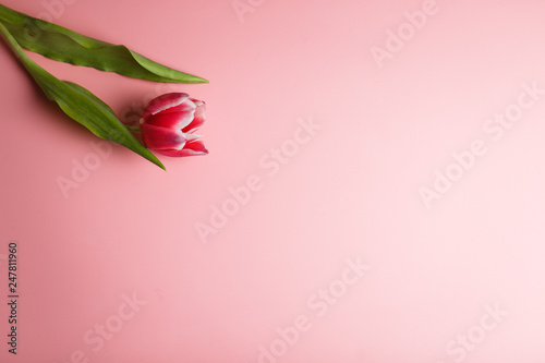 Delicate pink tulip on a pink background with place for text. Background for congratulations or for the holiday of March 8, Mother's Day, February 14, Christmas, birthday, wedding, engagement.