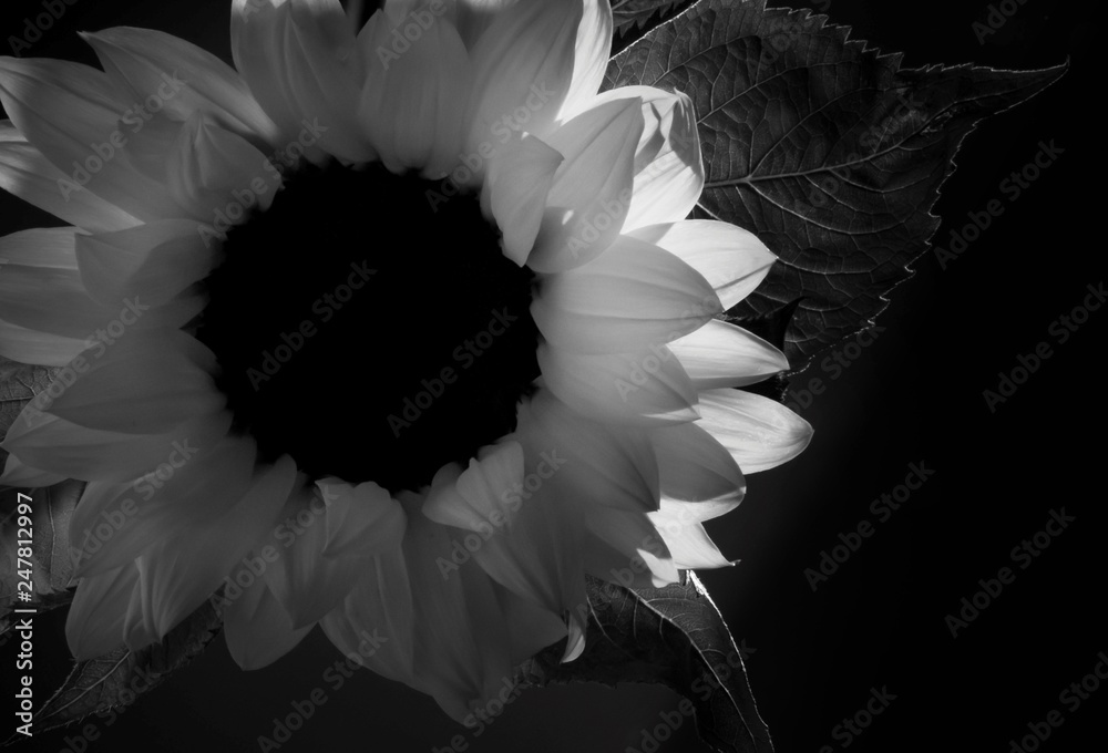Fototapeta Sunflower on white background, black and white