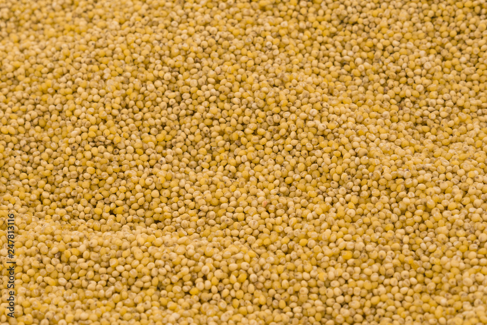 Yellow millet groats texture background