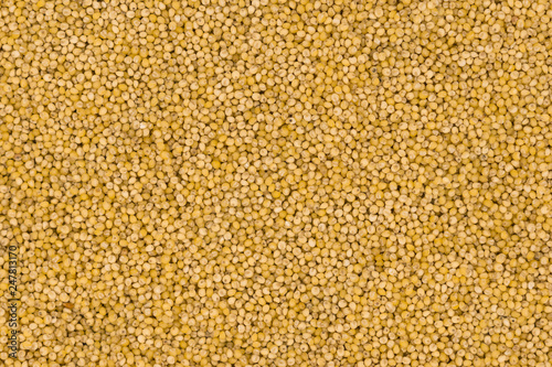 Yellow millet groats texture background