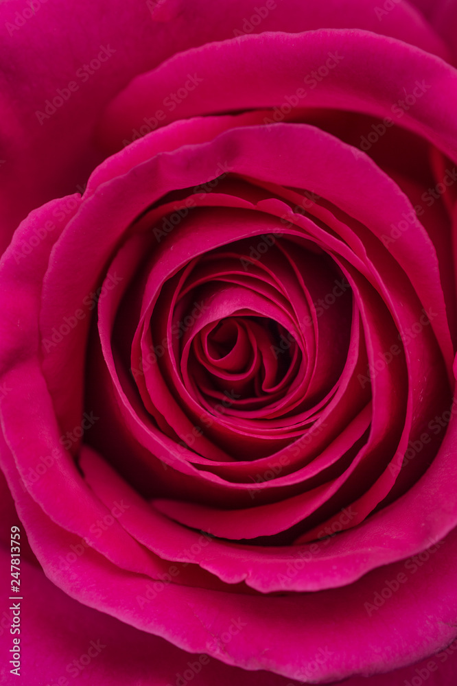 Image of a marriage open beautiful dark pink soft rose. Close up in the studio Image of a marriage open beautiful dark pink soft rose. Close up in the studio