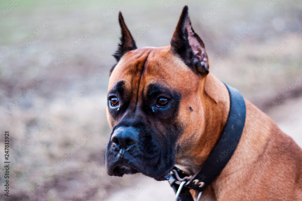 boxer dog boxer dog